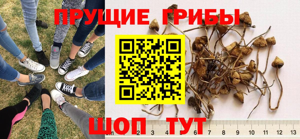 Псилоцибиновые грибы MAGIC MUSHROOMS  Вход с VPN  Елизово  Псилоцибиновые грибы мицелий 